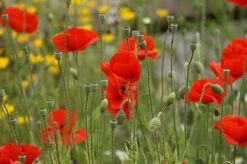 Annuals Mix Wildflower Seed Bag - 100 Balls -Flourish Flora annual202