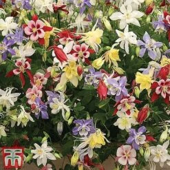 Perennial Saver Collection -Flourish Flora aquilegia mckana2