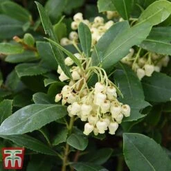 Arbutus Unedo -Flourish Flora arbu1