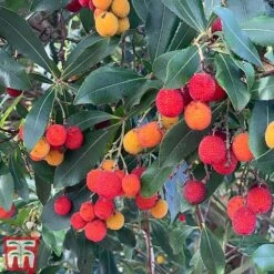 Arbutus Unedo -Flourish Flora arbui