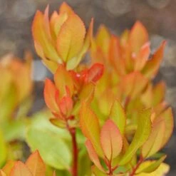 Arbutus Unedo -Flourish Flora arbutus unedo