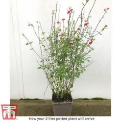 Salvia 'Hot Lips' -Flourish Flora arrival sal