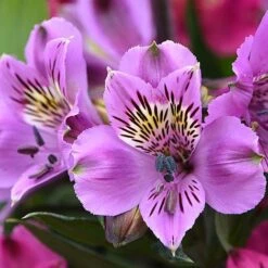 Alstroemeria 'Tree Everest Mix' -Flourish Flora ast3