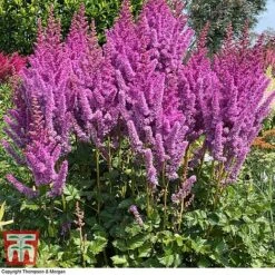 Astilbe Chinensis 'Pearl' Collection -Flourish Flora asti black1