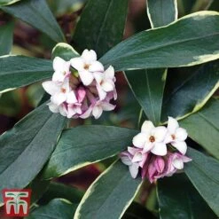 Daphne Odora 'Aureomarginata' -Flourish Flora aure2