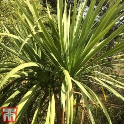 Cordyline Australis -Flourish Flora aussie2