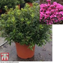 Rhododendron 'Rustica Pink' (Azalea Group) -Flourish Flora azal pin15