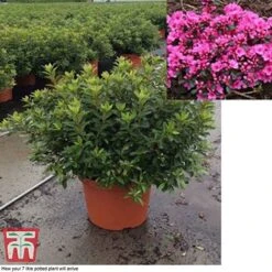 Rhododendron 'Rustica Pink' (Azalea Group) -Flourish Flora azal pin7