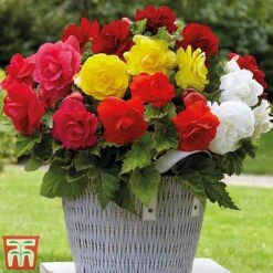Begonia Bumper Pack -Flourish Flora b22