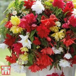 Begonia Bumper Pack -Flourish Flora b31