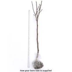 Magnolia X Brooklynensis 'Yellow Bird' -Flourish Flora bare root 2