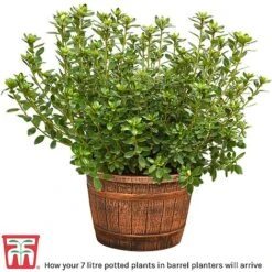 Rhododendron 'Titian Beauty' -Flourish Flora barrel planter12