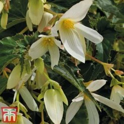 Begonia 'Santa Barbara' -Flourish Flora bego sant a