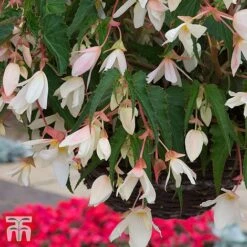 Begonia 'Santa Barbara' -Flourish Flora bego sant b