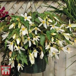 Begonia 'Santa Barbara' -Flourish Flora bego sant e