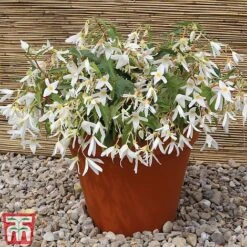 Begonia 'Santa Barbara' -Flourish Flora bego sant f