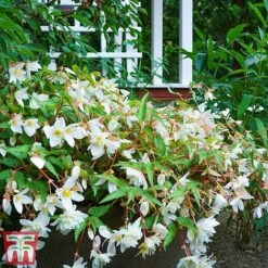 Begonia 'Santa Barbara' -Flourish Flora bego sant i