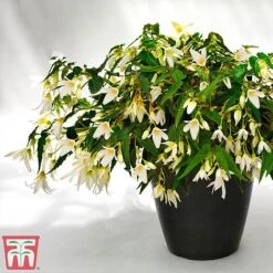 Begonia 'Santa Barbara' -Flourish Flora bego sant j