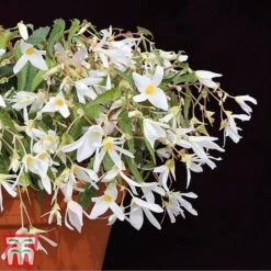 Begonia 'Santa Barbara' -Flourish Flora bego santd