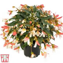 Begonia 'Waterfalls Bicolour' -Flourish Flora bego waterf