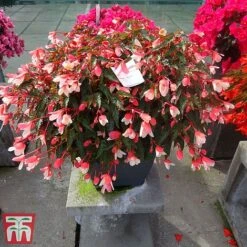Begonia 'Waterfalls Bicolour' -Flourish Flora bego waterf2