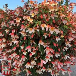 Begonia 'Waterfalls Bicolour' -Flourish Flora bego waterf3