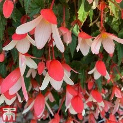 Begonia 'Waterfalls Bicolour' -Flourish Flora bego waterf4
