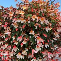 Begonia 'Waterfalls Bicolour' -Flourish Flora bego waterf5