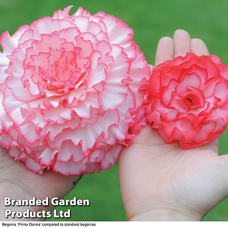 Begonia 'Prima Donna Bumper Pack' 3 Begonia 'Prima Donna Bumper Pack' - Image 3