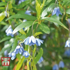Sollya Heterophylla -Flourish Flora bluebell creeper