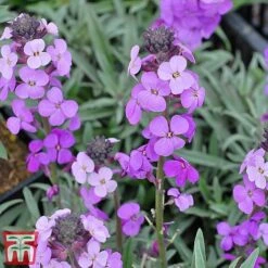 Wallflower 'Bowles's Mauve' -Flourish Flora bowles4