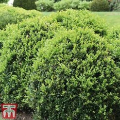 Box Ball -Flourish Flora box ball2