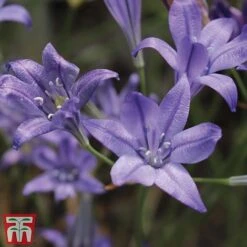 100 Days Of Colour Collection -Flourish Flora brodTM1