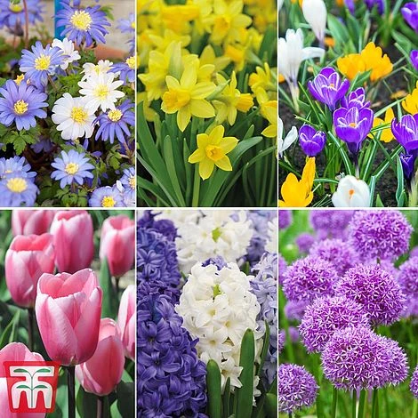 Bright Bulb Collection 1 Bright Bulb Collection