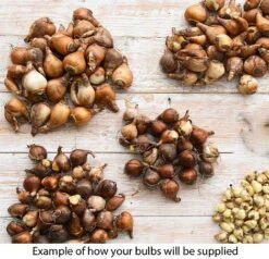 Summer Collection - Bulbs & Seeds -Flourish Flora bulb eg1