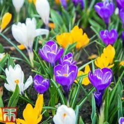 Bright Bulb Collection 9 Bright Bulb Collection -Flourish Flora bulb22