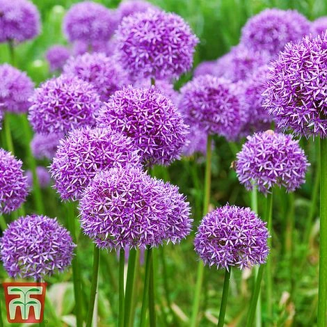 Bright Bulb Collection 4 Bright Bulb Collection - Image 4