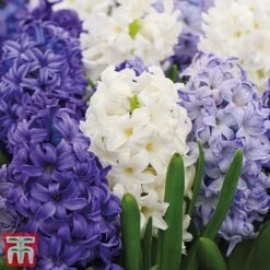 Bright Bulb Collection 11 Bright Bulb Collection -Flourish Flora bulb45