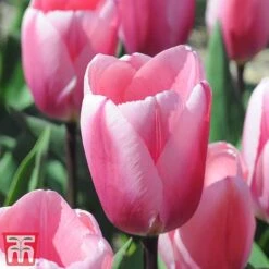 Bright Bulb Collection 12 Bright Bulb Collection -Flourish Flora bulb55