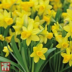 Bright Bulb Collection 13 Bright Bulb Collection -Flourish Flora bulb62