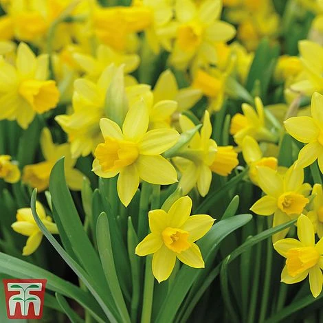 Bright Bulb Collection 7 Bright Bulb Collection - Image 7