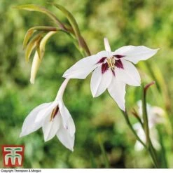 Summer Colour Bulb Collection -Flourish Flora bulbs T44895 c