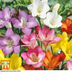 Summer Colour Bulb Collection -Flourish Flora bulbs T44895 e