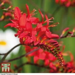 Summer Colour Bulb Collection -Flourish Flora bulbs T44895 f