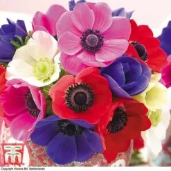 Summer Colour Bulb Collection -Flourish Flora bulbs T44895 g