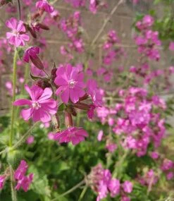 Butterfly Mix Seed Bag - 100 Balls -Flourish Flora butterfly20mix20final20product