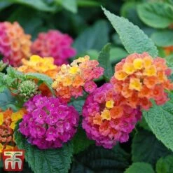 Lantana Camara Calippo Collection -Flourish Flora cali ora