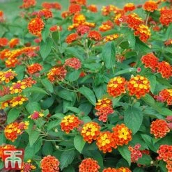 Lantana Camara Calippo Collection -Flourish Flora cali red1