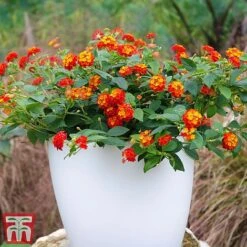 Lantana Camara Calippo Collection -Flourish Flora cali red5