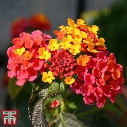 Lantana Camara Calippo Collection -Flourish Flora cali tuti2